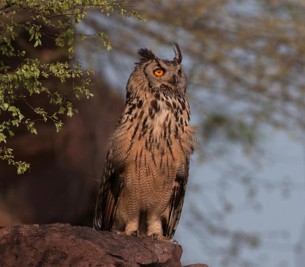 Raptors, owls & vultures